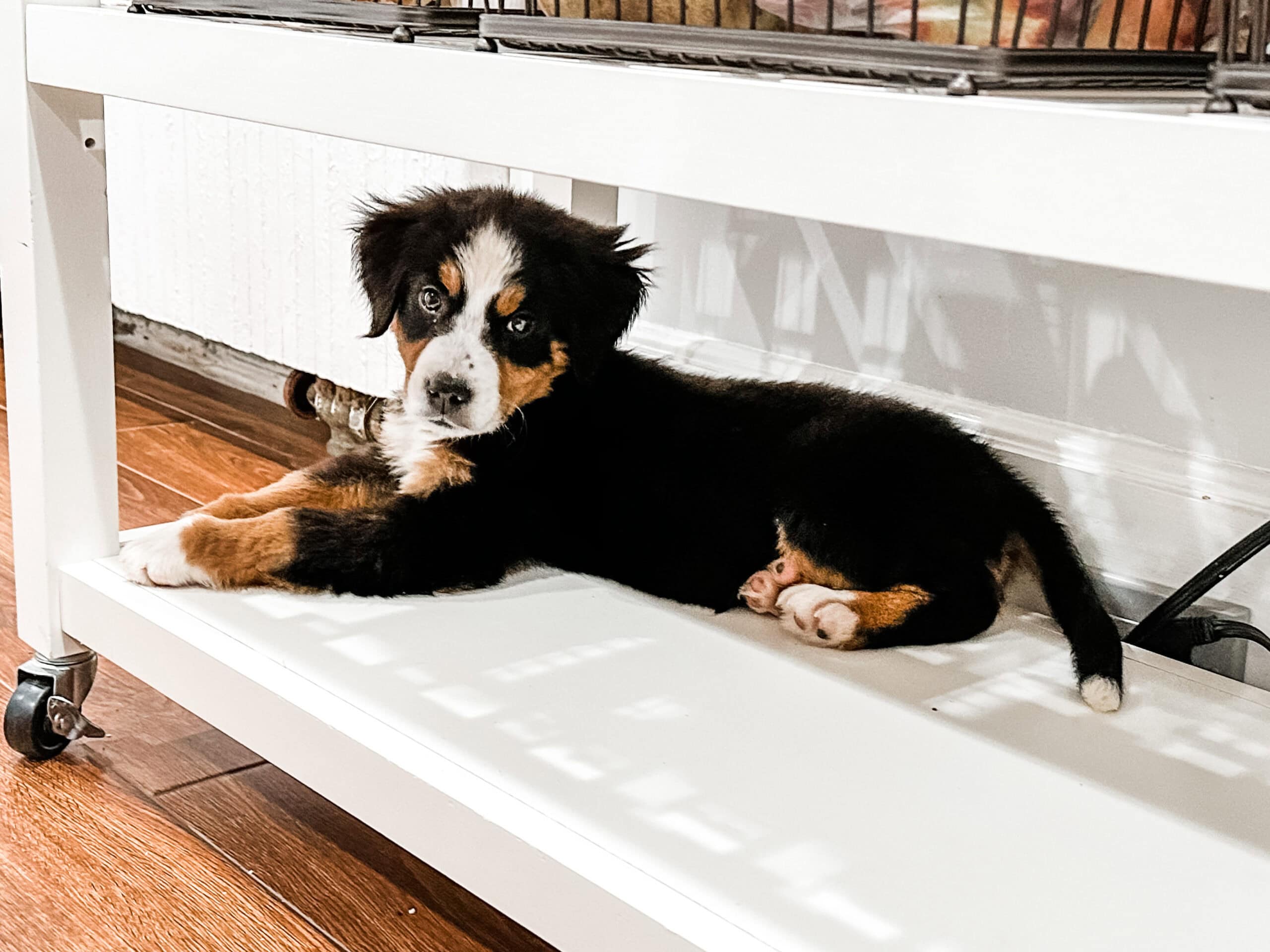 A fluffy black, white, and brown puppy with light eyes lies on a white shelf under a table, looking toward the camera. The puppy has a relaxed pose and is indoors on a wooden floor.