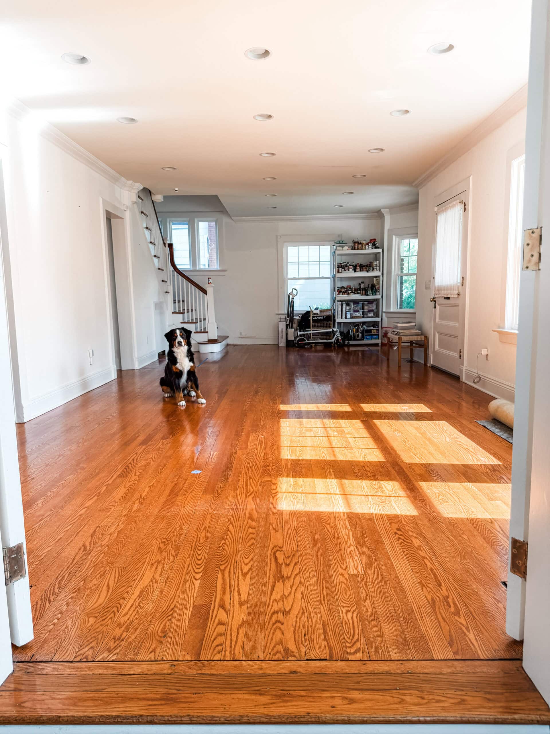 A black, brown, and white dog sits on the hardwood floor of a bright, empty living room with sunlight streaming in, a staircase to the left, a set of shelves to the back, and a white door to the right.