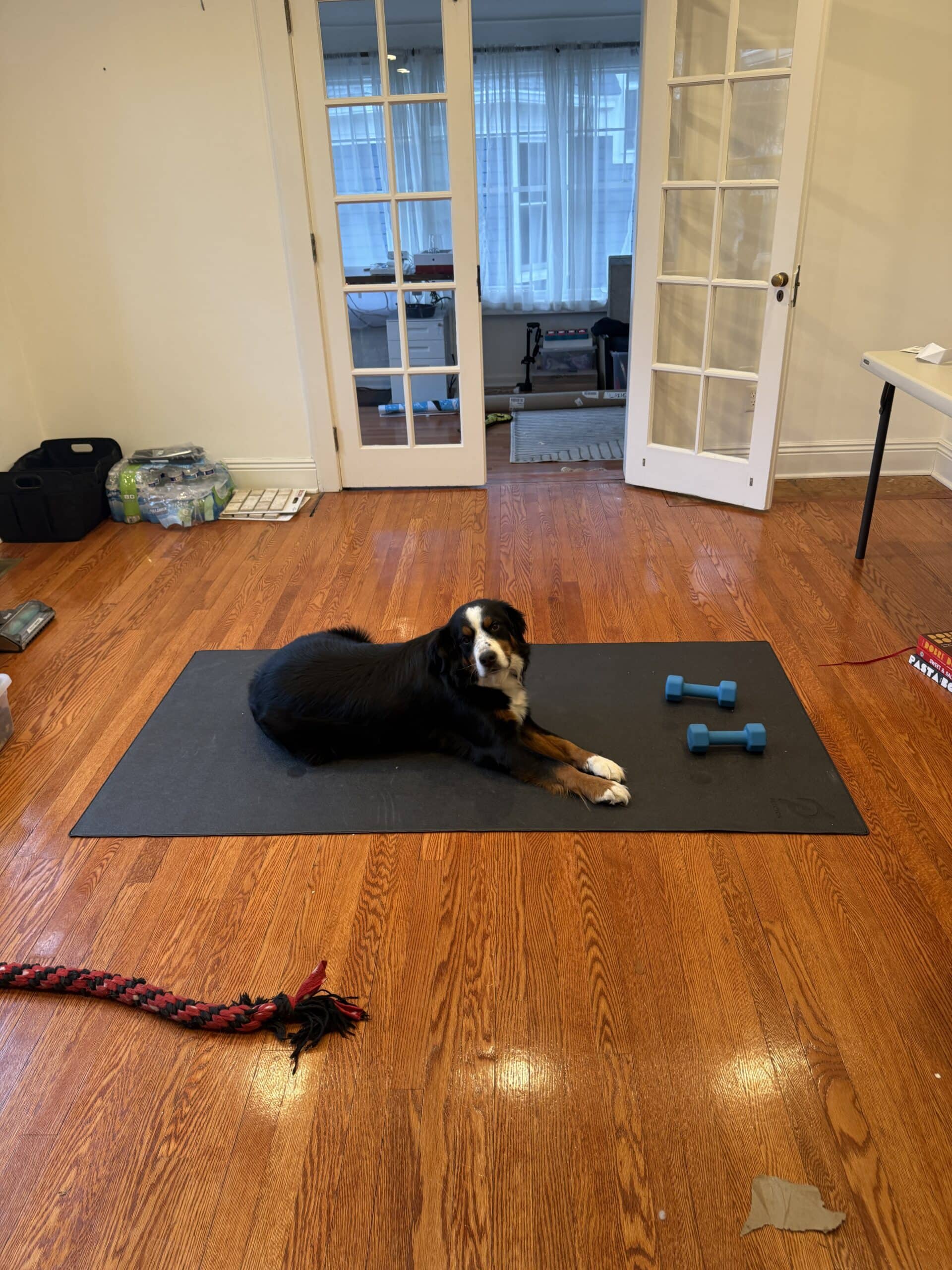 A Bernese Mountain Dog lies on a black yoga mat on a wooden floor, next to two blue dumbbells—a peaceful moment amid living through construction with kids. A rope toy is nearby, and glass doors lead to another room in the background.