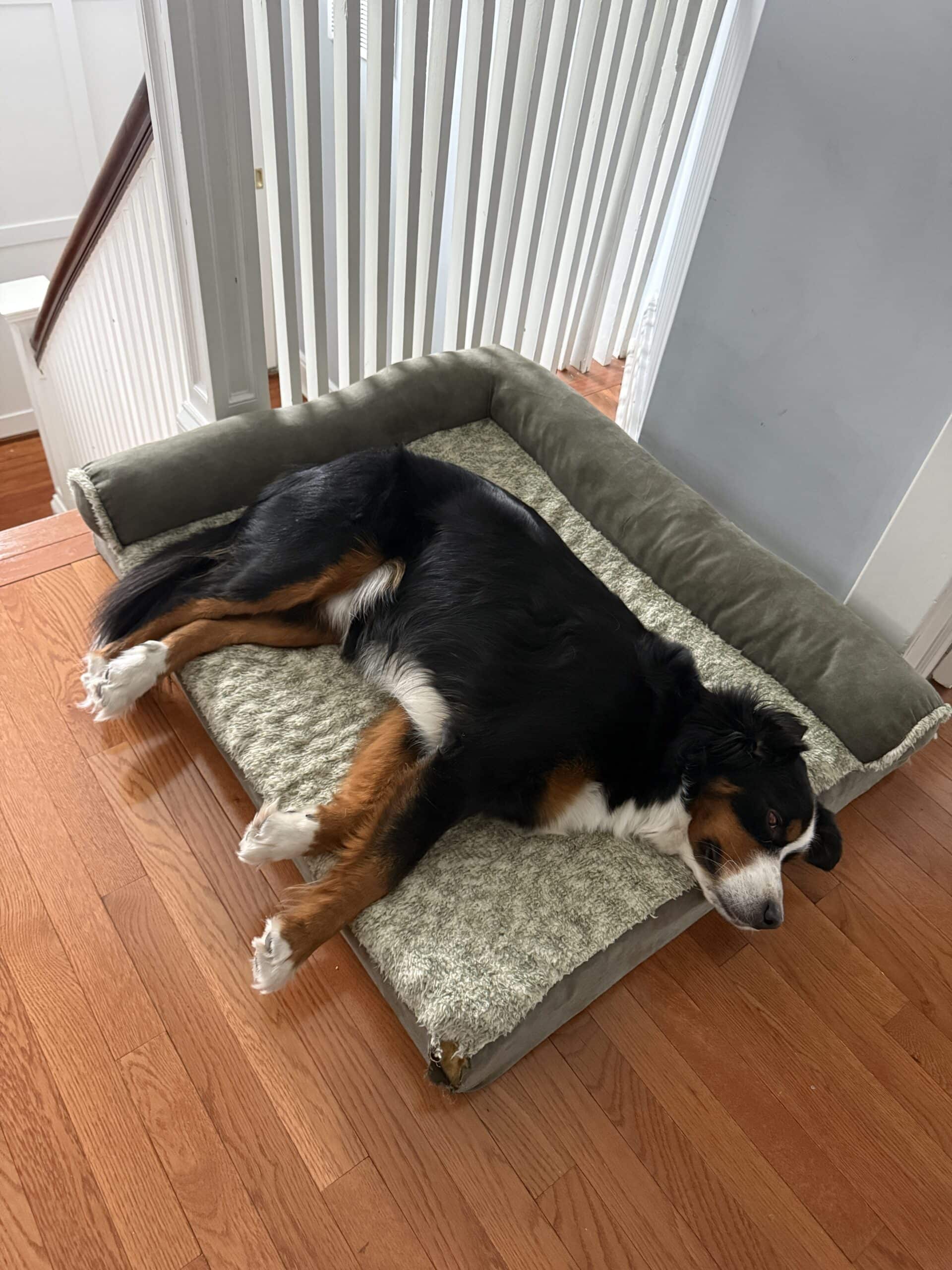 A large black, brown, and white dog is lying on its side on a gray and green dog bed, resting near a staircase and white railing on a wooden floor indoors.