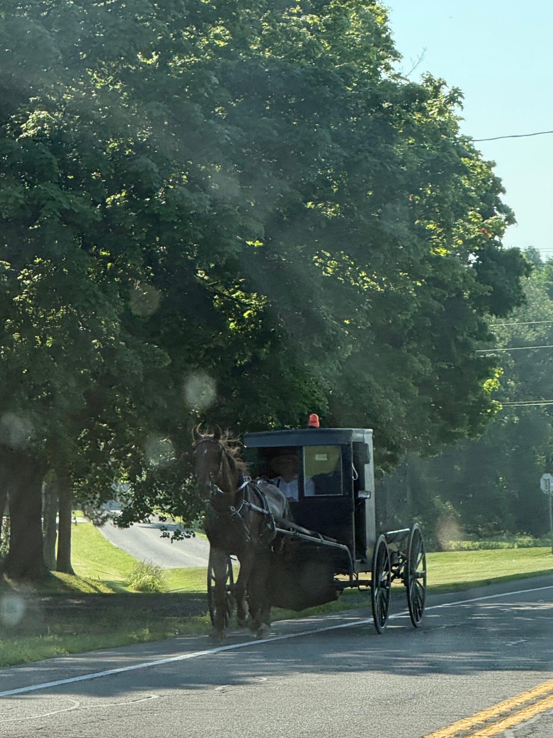A horse pulls a black buggy with a person inside, traveling on a sunny rural road lined with green grass and large trees in the picturesque Finger Lakes region.