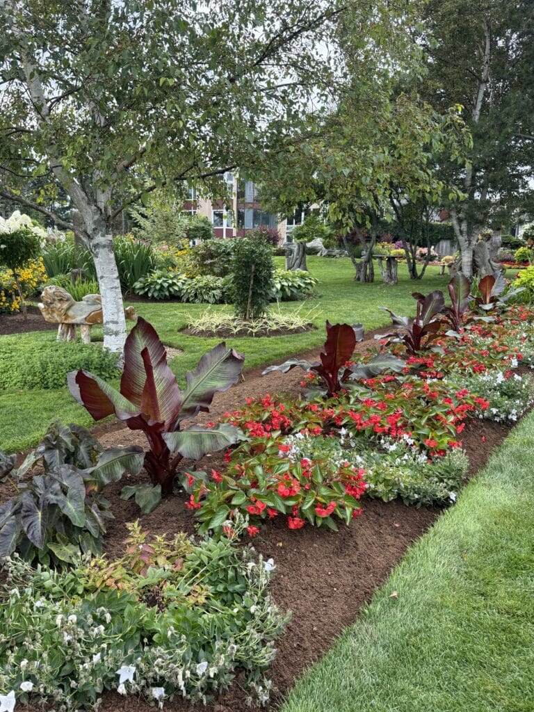 Flowerbed with red and white flowers, large burgundy-leaved plants, and trees. A manicured lawn and lush greenery fill the background, with a building partly visible among the trees.